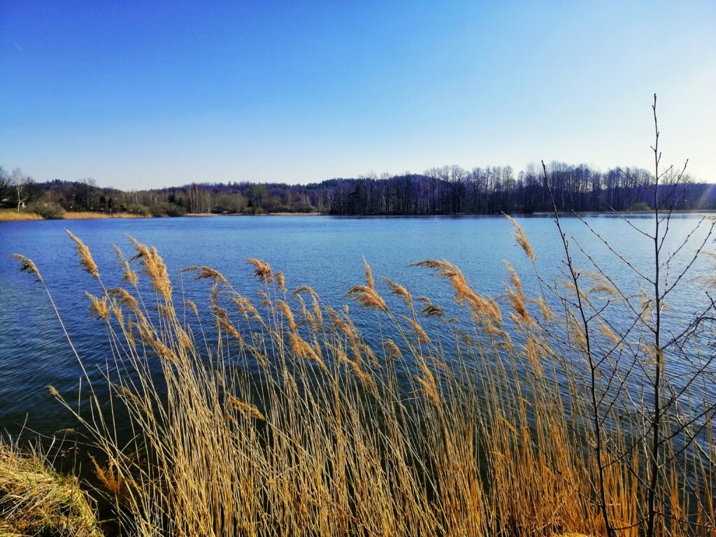 Beautiful; shot of common reed on the shore of the lake in Jelenia Góra, Poland. beautiful shot common reed shore lake jelenia gora poland